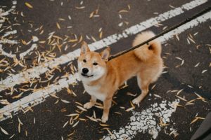 shiba inu